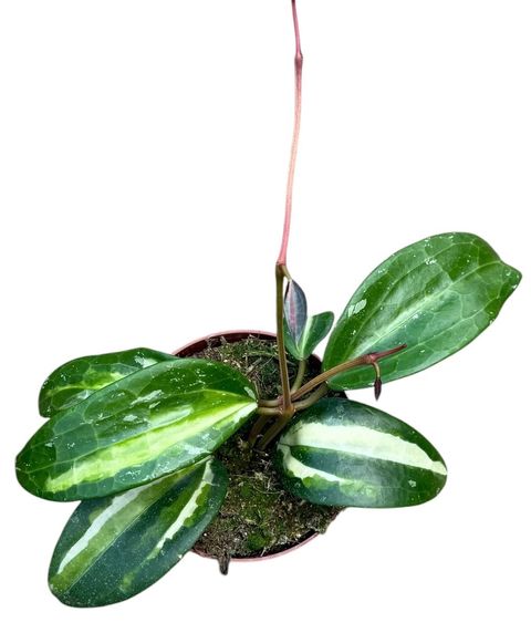 Hoya latifolia 'Inner Variegated'
