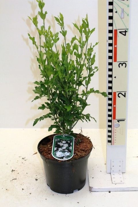 Hibiscus syriacus 'Admiral Dewey'