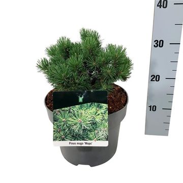 Pinus mugo 'Mops'