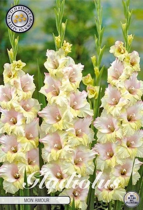 Gladiolus 'Mon Amour'