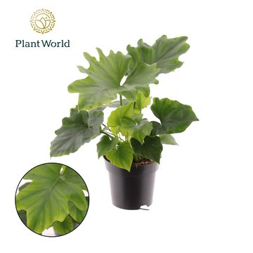 Філодендрон selloum 'Hope'