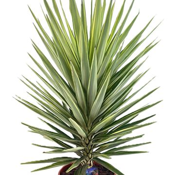 Yucca elephantipes 'Jewel'