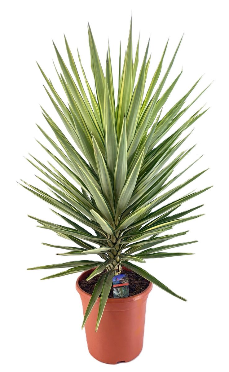 Yucca elephantipes en Mineral main image 0