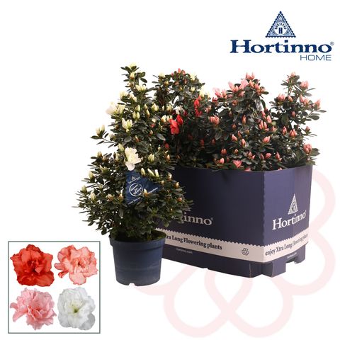 Rhododendron HORTINNO MIX