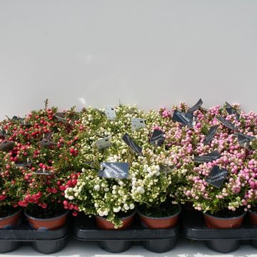 Gaultheria mucronata MIX