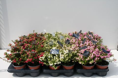 Gaultheria mucronata MIX