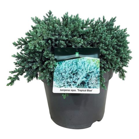 Juniperus squamata 'Tropical Blue'