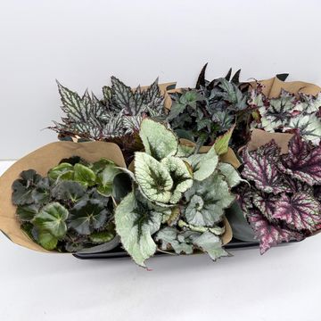 Begonia JUNGLE WONDERS MIX