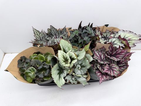 Begonia JUNGLE WONDERS MIX