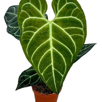 Anthurium regale