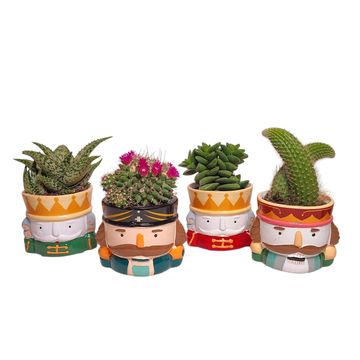 Cactus / Succulents MIX