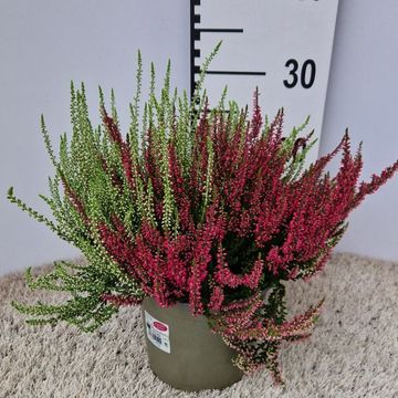 Calluna vulgaris GARDEN GIRLS MIX IN POT TWIN