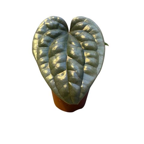 Anthurium luxurians