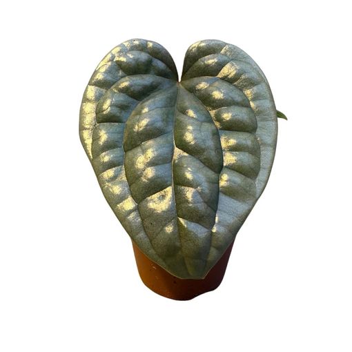 Anthurium luxurians