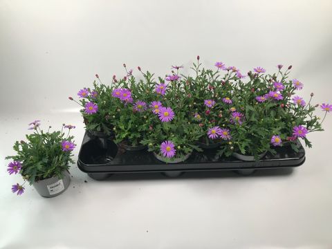 Brachyscome BRASCO VIOLET