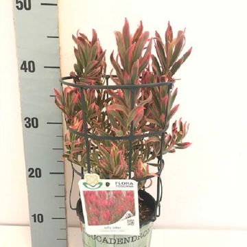 Leucadendron 'Jolly Joker'