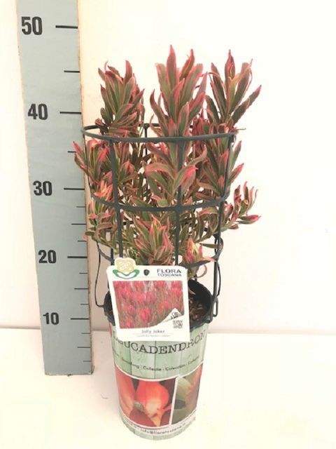 Leucadendron 'Jolly Joker'