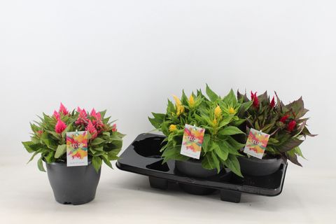 Celosia argentea KELOS FIRE MIX