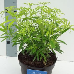 Choisya ternata GOLDFINGERS (About Plants Zundert BV)