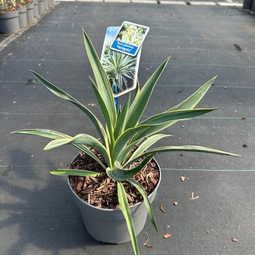 Yucca gloriosa 'Variegata'