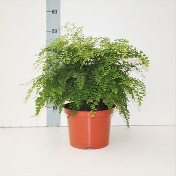 Adiantum raddianum 'Fragrans'