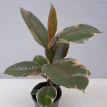 Ficus elastica 'Belize'