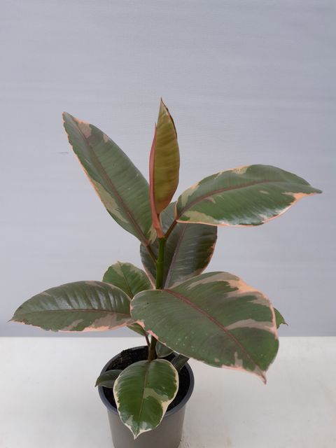 Ficus elastica 'Belize'