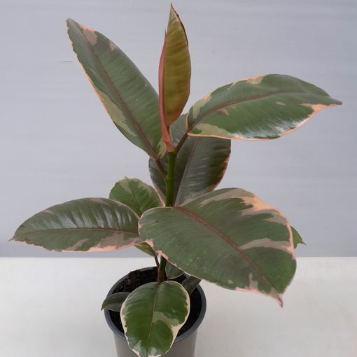 Ficus elastica 'Belize'