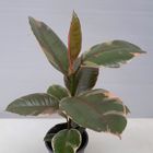 Ficus elastica 'Belize'