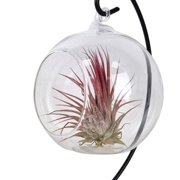 Tillandsia MIX