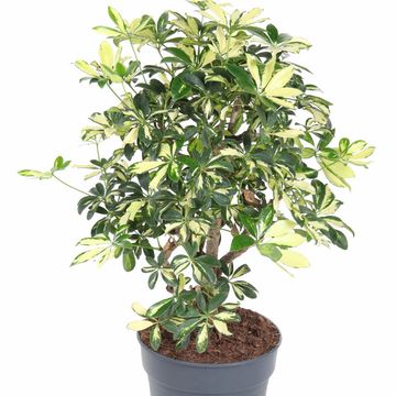 Schefflera arboricola 'Trinette'