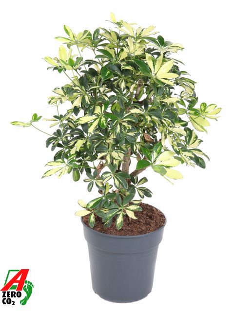 Schefflera arboricola 'Trinette'