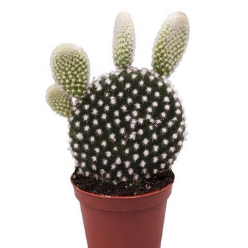 Opuntia microdasys 'Albata'