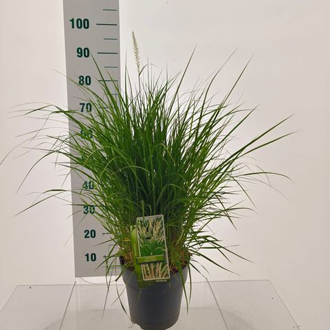 Pennisetum 'Fairy Tails'