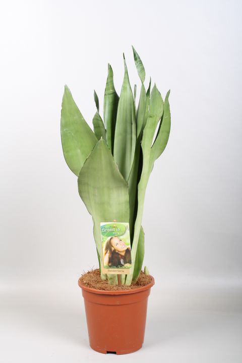 Sansevieria trifasciata 'Moonshine'