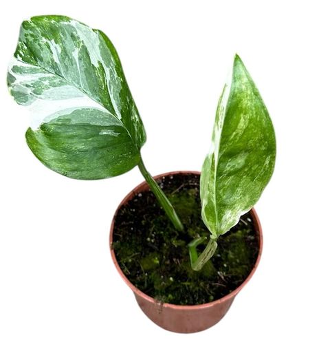 Monstera lechleriana 'Variegata'