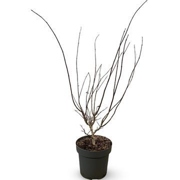 Acer palmatum 'Summer Gold'