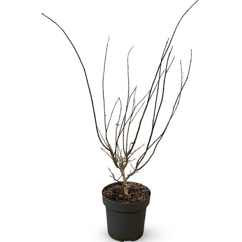 Acer palmatum 'Summer Gold'