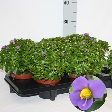 Exacum affine 'Blue Star'