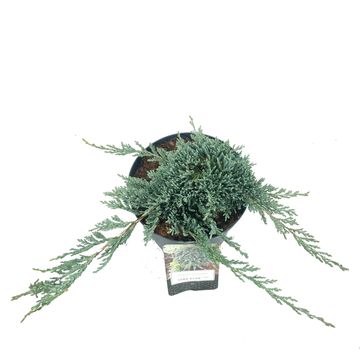 Juniperus horizontalis ICEE BLUE