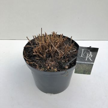 Panicum virgatum 'Squaw'