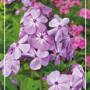 Phlox 'David's Lavender'