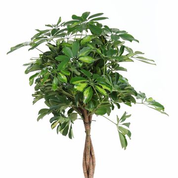 Schefflera arboricola 'Gold Capella'