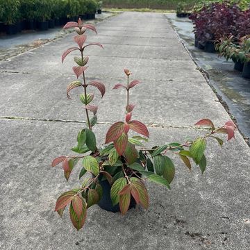 Viburnum plicatum 'Pink Beauty'