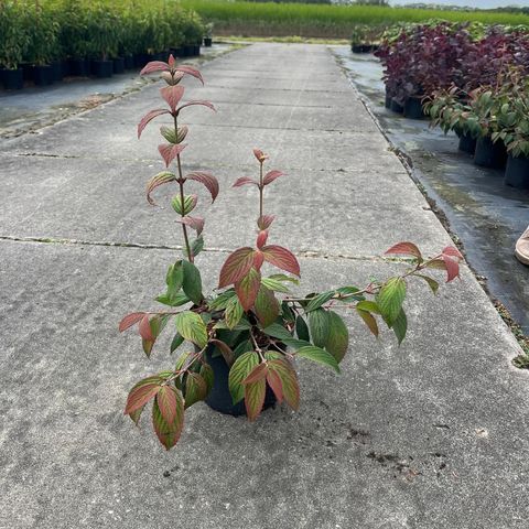 Viburnum plicatum 'Pink Beauty'