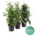 Ficus benjamina MIX