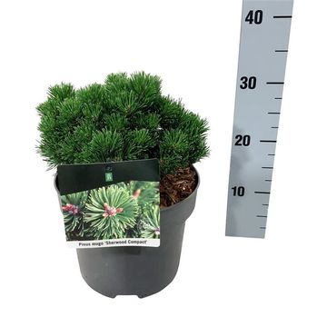 Pinus mugo 'Sherwood Compact'