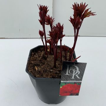 Paeonia 'Karl Rosenfield'
