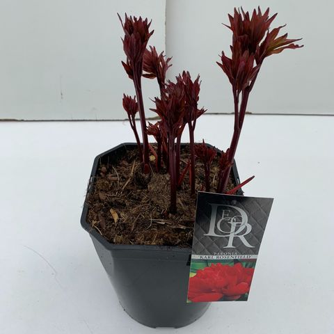 Paeonia 'Karl Rosenfield'