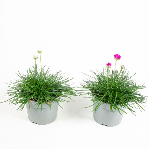 Armeria maritima MIX